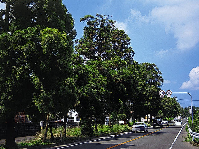 豊後街道 菊陽杉並木