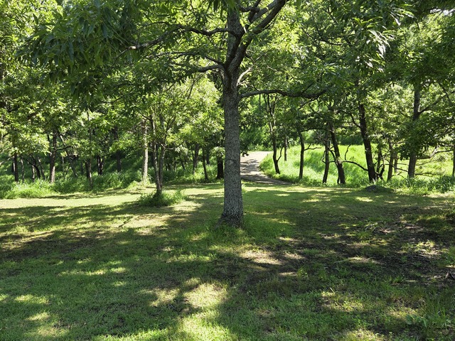 阿蘇瀬の本高原茶屋の原キャンプ場の画像 2枚目