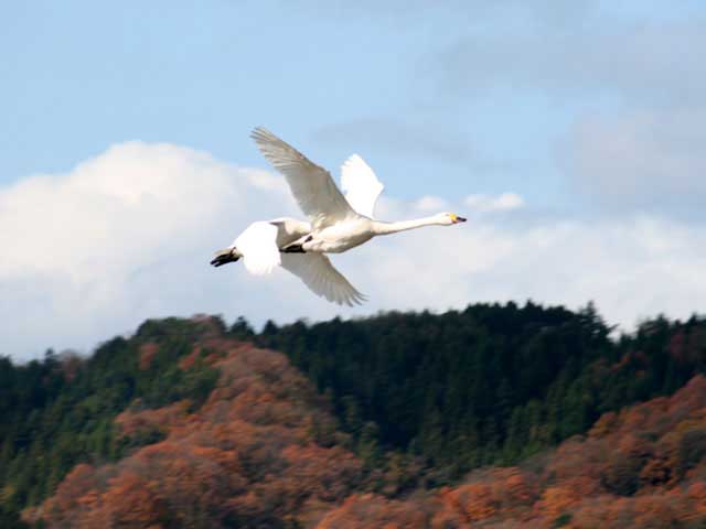 邑知潟の白鳥の画像 3枚目