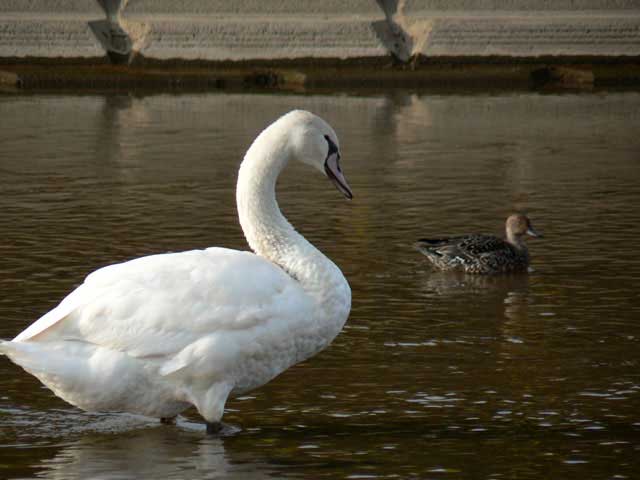 邑知潟の白鳥の画像 2枚目