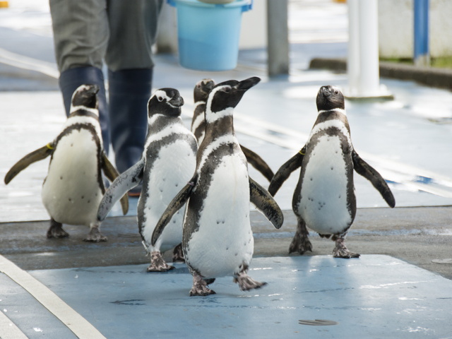 のとじま水族館の画像 3枚目