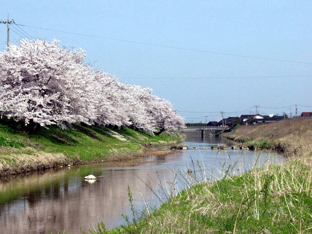 子浦川の桜並木
