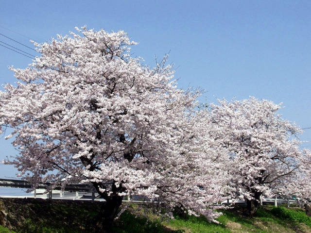 子浦川の桜並木の画像 2枚目