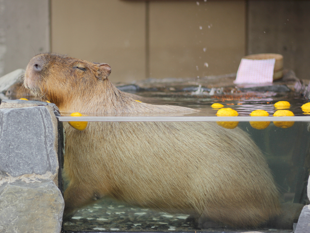 いしかわ動物園の画像 2枚目