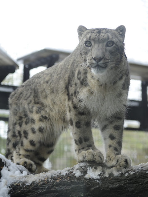 いしかわ動物園の画像 3枚目