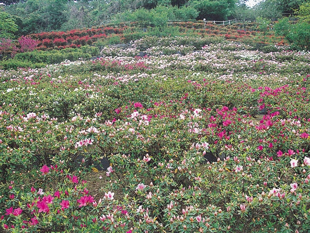 卯辰山公園の画像 1枚目