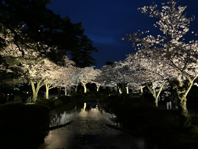 兼六園の桜の画像 1枚目