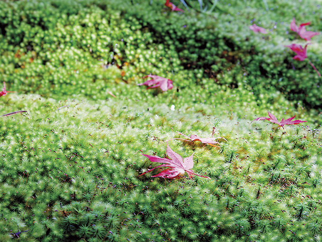 叡知の杜 苔の里の画像 3枚目