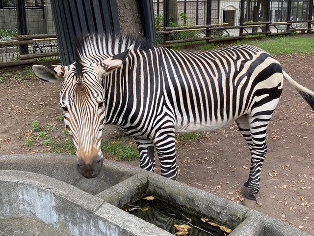 川崎市夢見ヶ崎動物公園の画像 3枚目