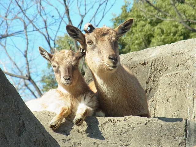 川崎市夢見ヶ崎動物公園の画像 4枚目