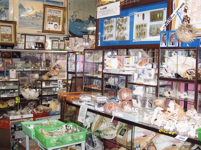 世界の貝の博物館 貝広物産店の画像 3枚目