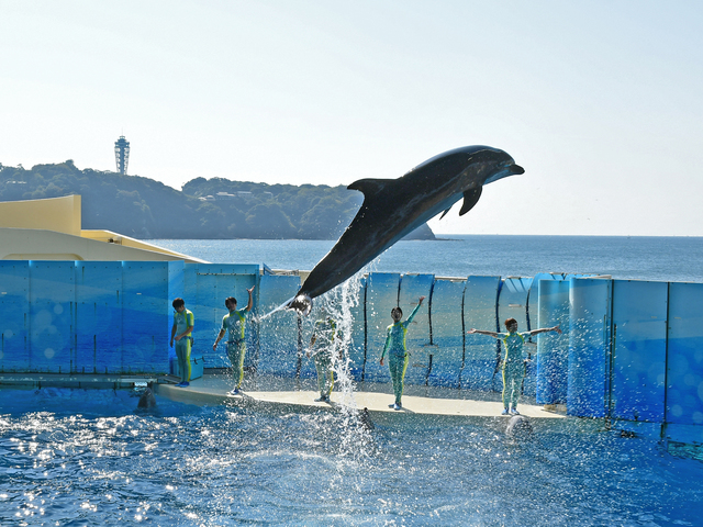 新江ノ島水族館の画像 2枚目