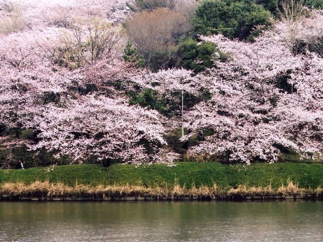 県立三ツ池公園の桜