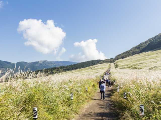 仙石原高原のススキ