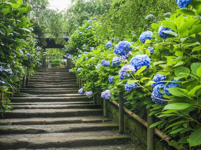 明月院のアジサイ