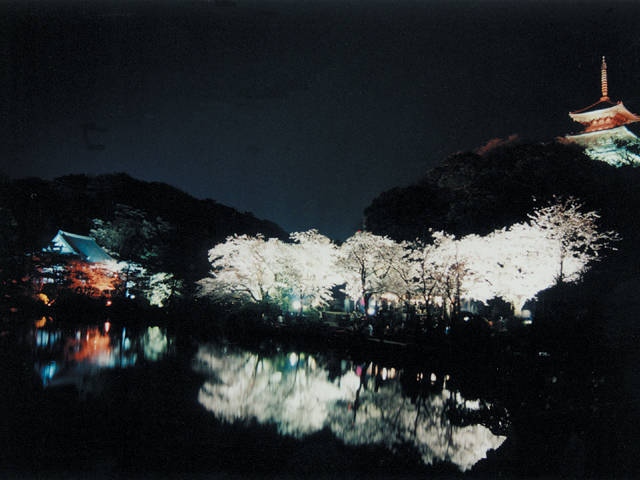 三溪園の桜の画像 1枚目