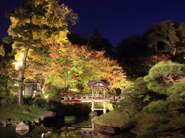 三溪園の桜の画像 4枚目