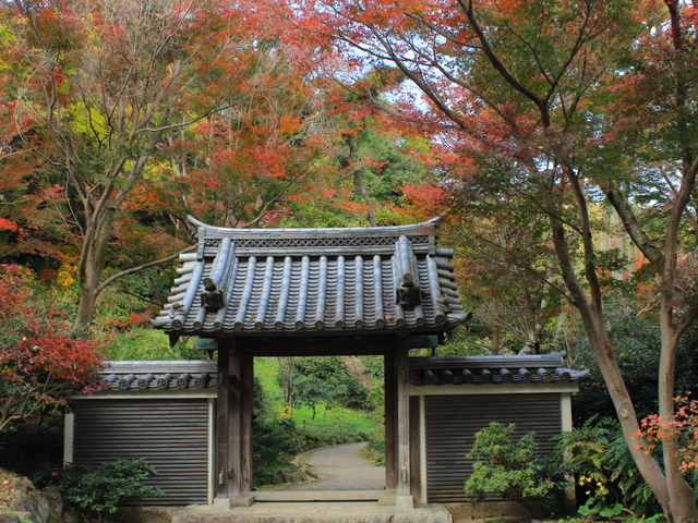 三溪園の桜の画像 2枚目