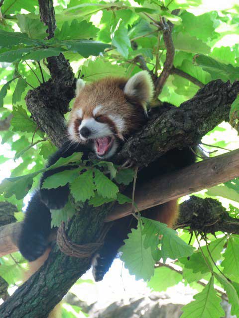 野毛山動物園の画像 3枚目