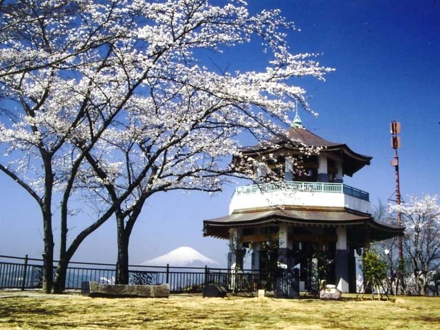 弘法山公園のサクラ