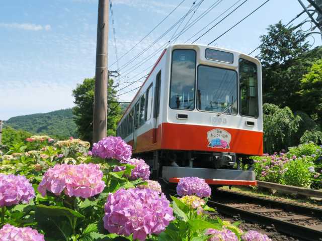 箱根登山鉄道沿線のアジサイの画像 1枚目