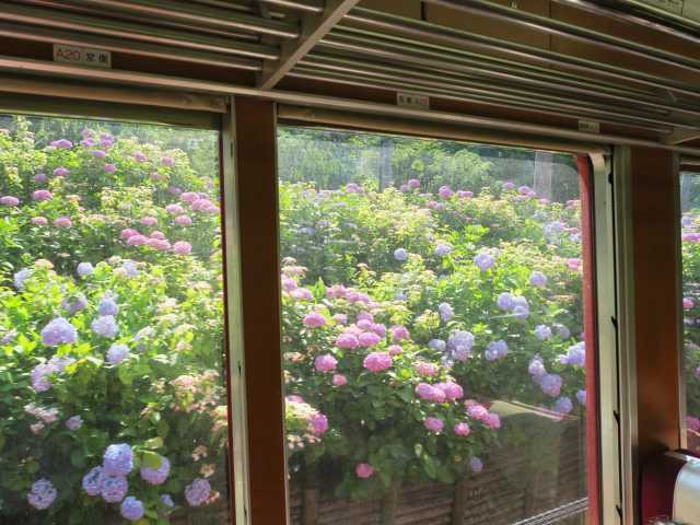箱根登山鉄道沿線のアジサイの画像 4枚目