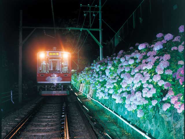 箱根登山鉄道沿線のアジサイの画像 2枚目