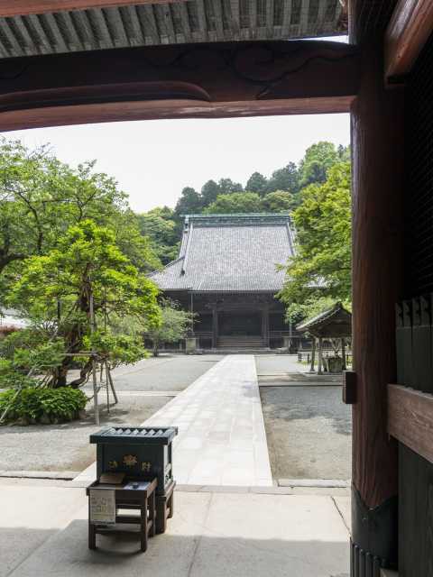 妙本寺のノウゼンカズラ