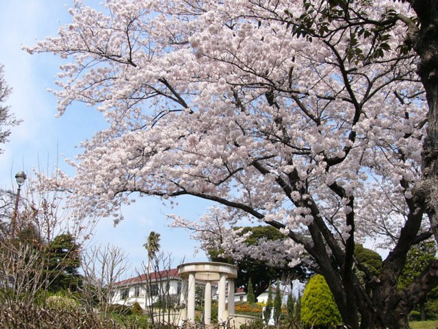 港の見える丘公園の桜の画像 1枚目