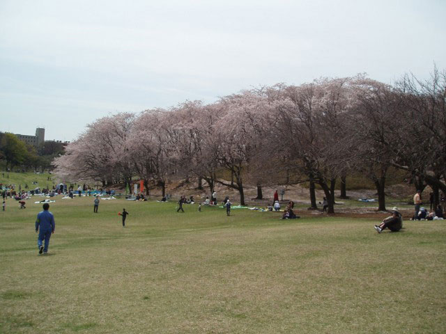 根岸森林公園の桜の画像 1枚目