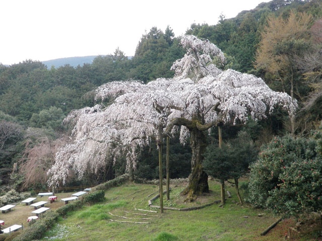 長興山のしだれ桜の画像 1枚目
