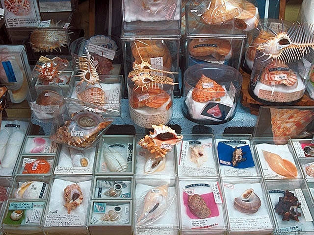世界の貝の博物館 貝広物産店の画像 4枚目