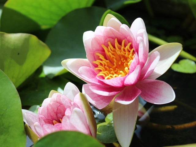 越前町立福井総合植物園プラントピアの画像 3枚目