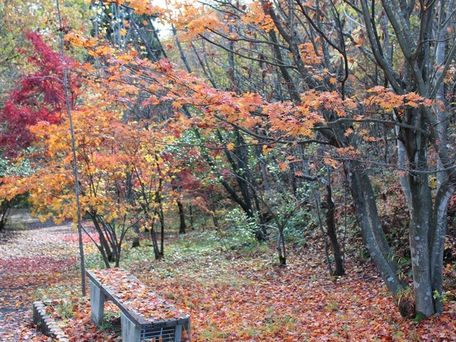 越前町立福井総合植物園プラントピアの画像 4枚目