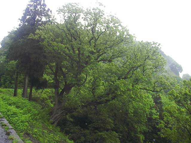 栃ノ木峠のトチの木