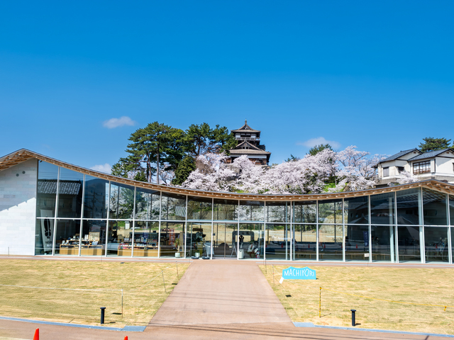 丸岡城(霞ヶ城公園)の桜の画像 1枚目