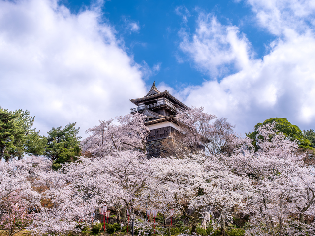 丸岡城(霞ヶ城公園)の桜の画像 2枚目