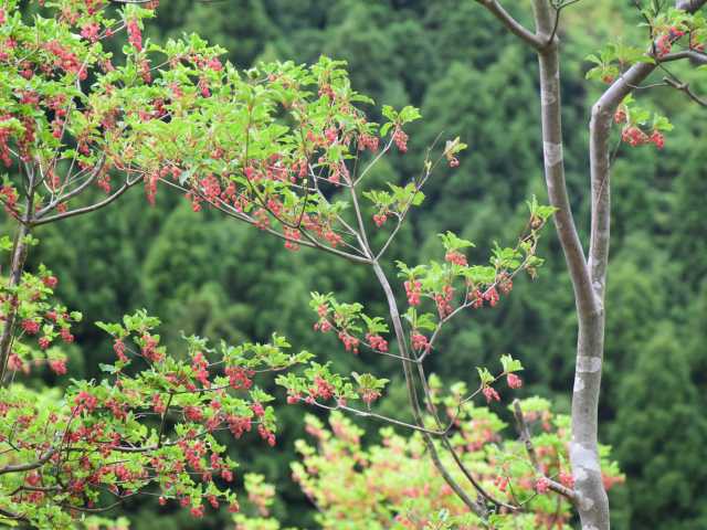 森と暮らすどんぐり倶楽部の画像 4枚目