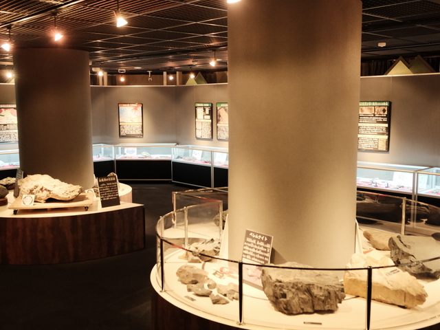 くずりゅう化石ラボ ガ・オーノの画像 3枚目