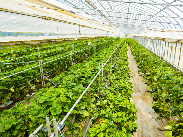 山岸農園の画像 3枚目