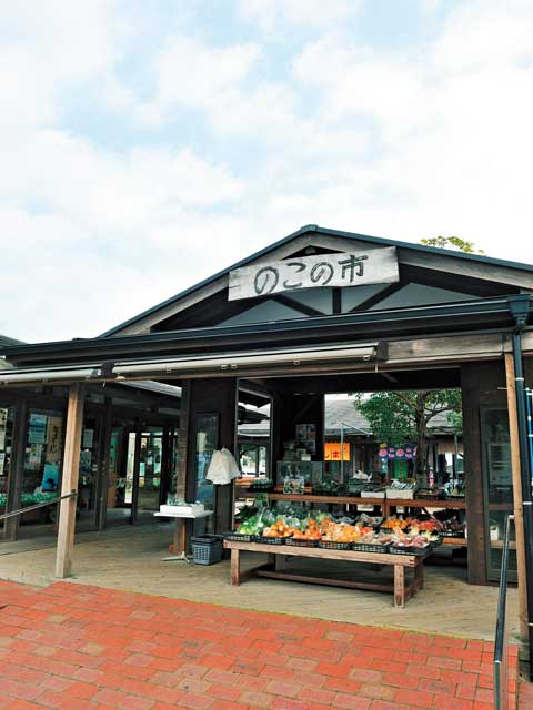 のこの市