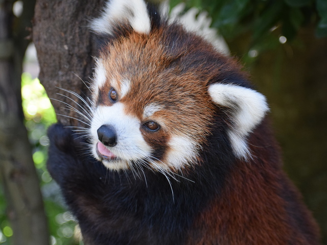 大牟田市動物園の画像 1枚目
