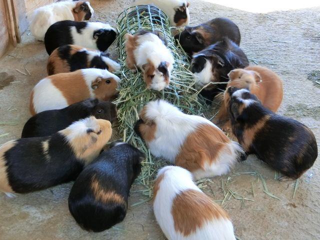大牟田市動物園の画像 4枚目