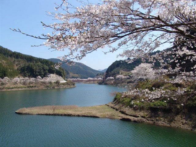 日向神の千本桜の画像 1枚目
