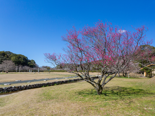 大宰府政庁跡の画像 4枚目