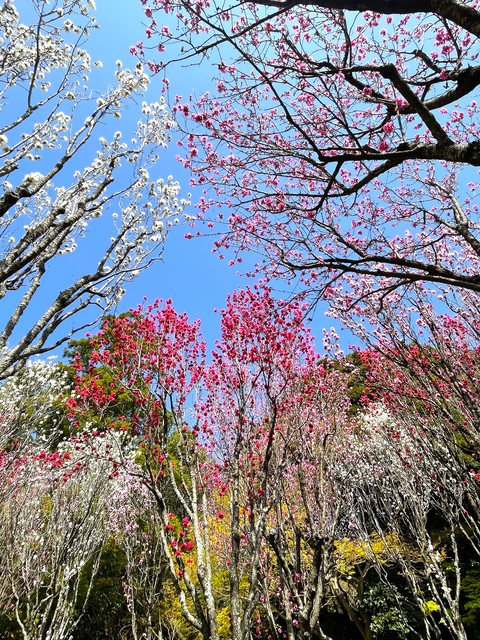 宮地嶽神社の画像 4枚目