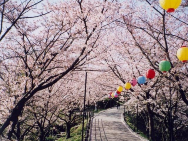 大将陣公園の桜の画像 1枚目