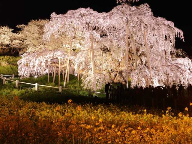 三春滝桜の画像 3枚目