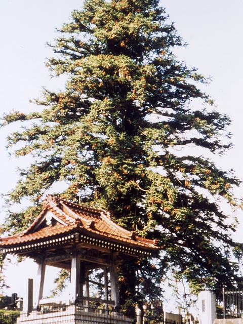 永泉寺の広葉杉