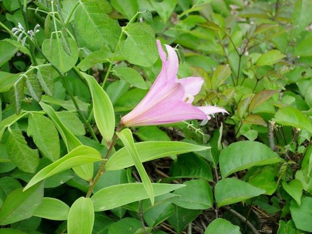 ヒメサユリの丘の画像 3枚目